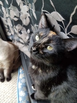 A photo of my youngest cat, Twilight, a tortoiseshell.